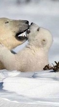 Descargar la imagen Bears,Nieve,Animales,Invierno para celular gratis.