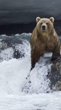 Descargar la imagen Animales,Agua,Bears para celular gratis.