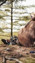 Descargar la imagen Divertido,Animales,Bears para celular gratis.