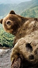 Descargar la imagen Bears,Divertido,Animales para celular gratis.