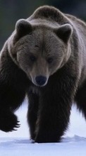 Descargar la imagen Animales,Bears para celular gratis.