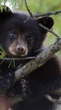 Descargar la imagen Animales,Bears para celular gratis.