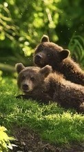 Animales,Bears para Sony Xperia Z2