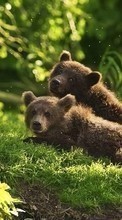 Animales,Bears para HTC Touch