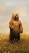Bears,Animales para HTC Rhyme