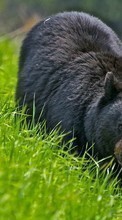Descargar la imagen Bears,Animales para celular gratis.
