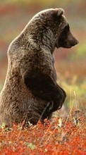 Descargar la imagen Bears,Animales para celular gratis.