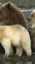 Descargar la imagen 240x320 Animales,Bears para celular gratis.