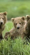 Descargar la imagen 320x480 Animales,Bears para celular gratis.