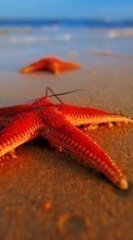 Descargar la imagen Animales,Mar,Estrella de mar para celular gratis.