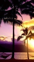 Mar,Palms,Paisaje,Naturaleza,Puesta del sol para HTC EVO 3D