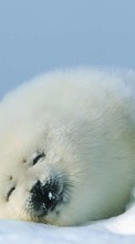 Animales,Invierno,Nieve,Seals