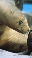 Descargar la imagen Animales,Leones marinos para celular gratis.