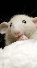 Descargar la imagen Ratones,Animales para celular gratis.