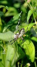 Descargar la imagen Insectos,Spiders para celular gratis.