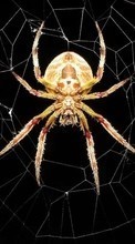 Descargar la imagen 480x800 Insectos,Web,Spiders para celular gratis.