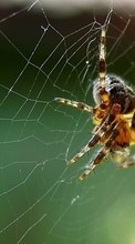 Descargar la imagen Insectos,Web,Spiders para celular gratis.
