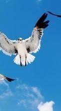 Animales,Birds,Cielo para Huawei Honor 4c