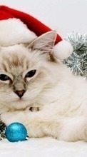 Descargar la imagen Vacaciones,Animales,Gatos,Año Nuevo para celular gratis.