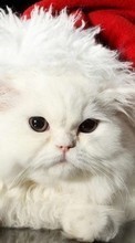 Descargar la imagen Vacaciones,Animales,Gatos,Año Nuevo para celular gratis.