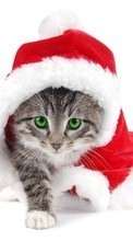 Descargar la imagen Año Nuevo,Gatos,Animales para celular gratis.
