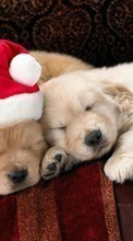 Descargar la imagen Vacaciones,Animales,Perros,Año Nuevo,Navidad para celular gratis.