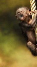Descargar la imagen Divertido,Animales,Monos para celular gratis.