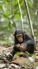 Descargar la imagen Animales,Monos para celular gratis.