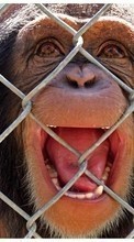 Descargar la imagen Animales,Monos para celular gratis.