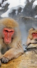 Monos,Animales para LG Optimus F5 P875