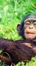 Descargar la imagen Monos,Animales para celular gratis.