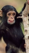 Descargar la imagen Monos,Animales para celular gratis.