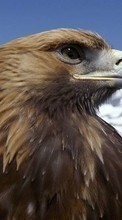 Descargar la imagen Animales,Birds,Eagles para celular gratis.