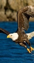 Eagles,Birds,Animales