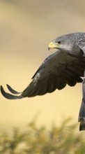 Descargar la imagen Eagles,Birds,Animales para celular gratis.