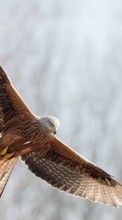 Descargar la imagen Eagles,Birds,Animales para celular gratis.