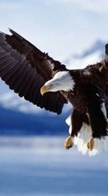 Descargar la imagen 240x320 Animales,Birds,Eagles para celular gratis.