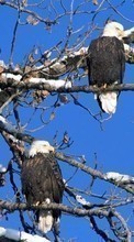 Descargar la imagen Animales,Birds,Eagles para celular gratis.
