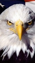 Descargar la imagen 1280x800 Animales,Birds,Eagles para celular gratis.
