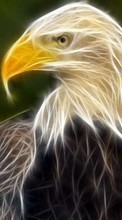 Descargar la imagen Animales,Imágenes,Eagles para celular gratis.