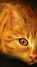 Descargar la imagen Gatos,Imágenes,Animales para celular gratis.