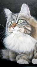 Gatos,Imágenes,Animales para Samsung Galaxy Ace 3