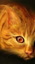 Descargar la imagen Gatos,Imágenes,Animales para celular gratis.
