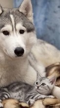 Descargar la imagen Gatos,Perros,Animales para celular gratis.