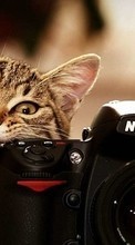 Gatos,Animales para Sony Xperia E