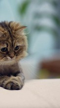 Gatos,Animales para Samsung Galaxy Note 5