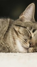 Gatos,Animales para Sony Xperia S