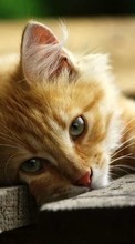 Descargar la imagen Gatos,Animales para celular gratis.