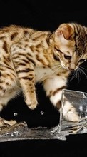 Descargar la imagen Gatos,Animales para celular gratis.