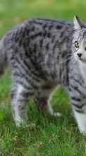 Gatos,Animales para HTC One SV